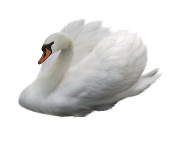 Белый лебедь на белом фоне