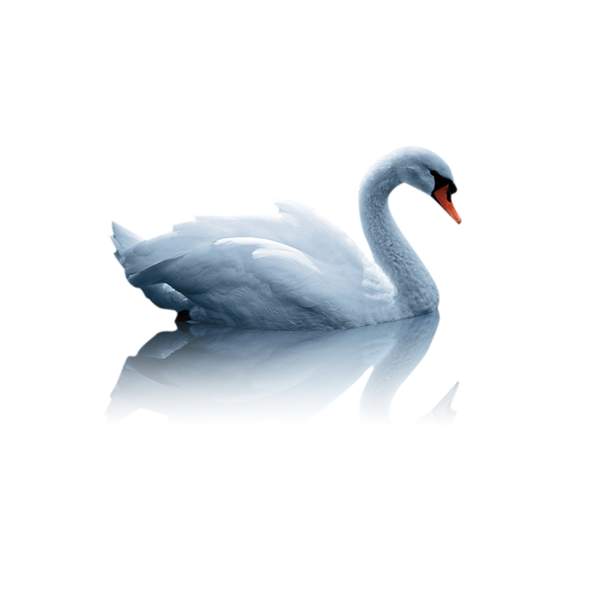 Лебедь на прозрачном фоне
