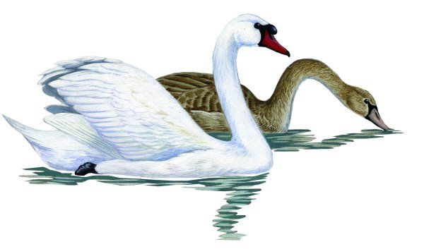 Лебедь для детей