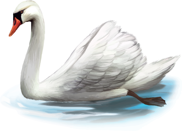 Лебедь шипун на белом фоне