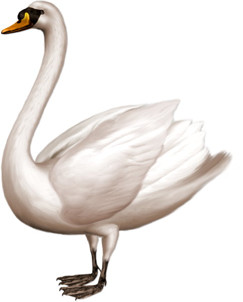 Лебедь на белом фоне