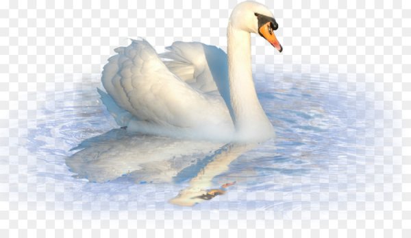 Лебедь на прозрачном фоне