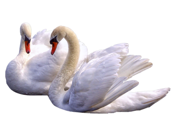 Лебедь на прозрачном фоне