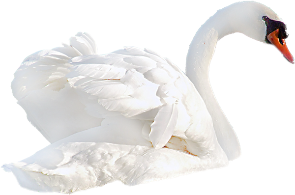 Белый лебедь