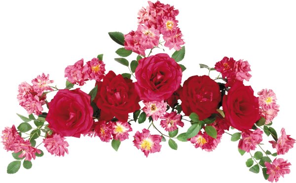 Цветы на прозрачной подложке