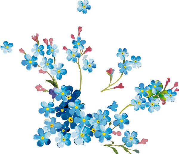 Незабудка рисунок