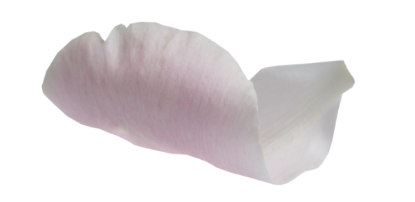 Белые лепестки на прозрачном фоне