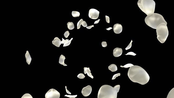 Падающие белые лепестки