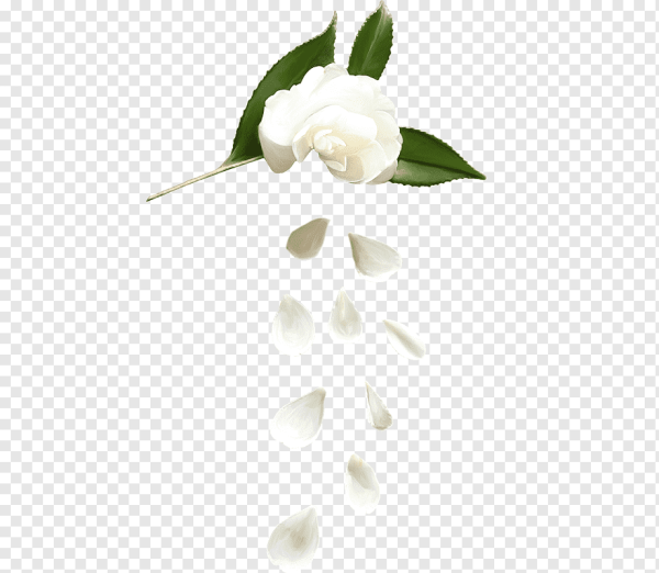 Лепестки белых роз