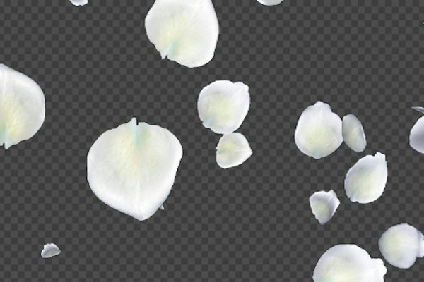 Белые лепестки роз падают