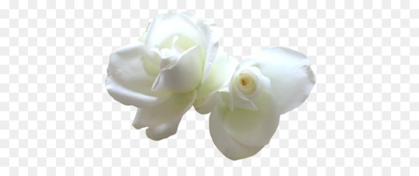 Лепестки белых роз PNG