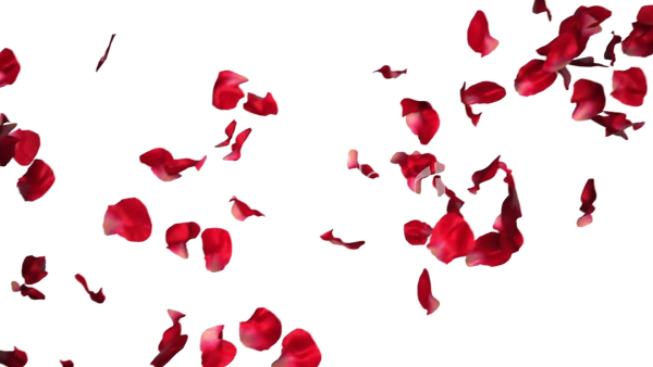 Лепестки роз