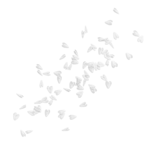 Белые лепестки на белом фоне