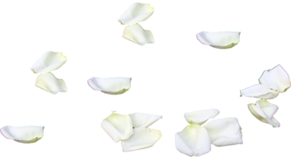 Белые лепестки на белом фоне