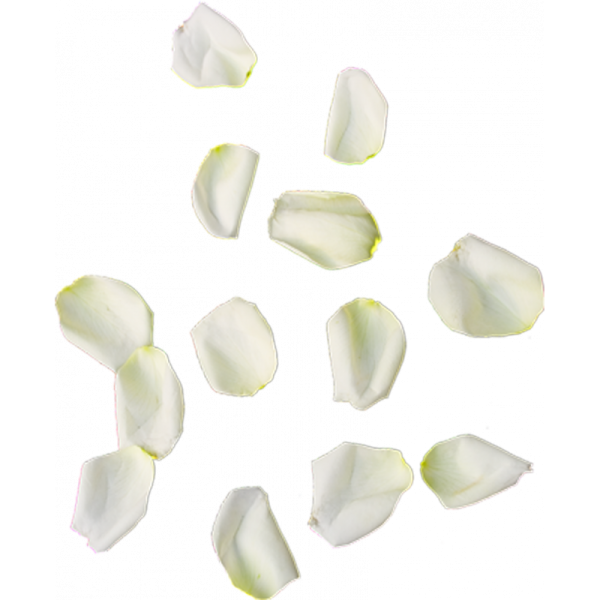 Белые лепестки