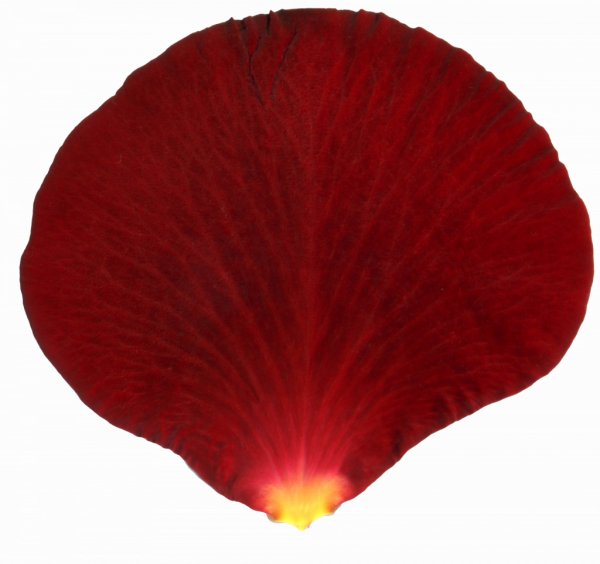 Текстура лепестка