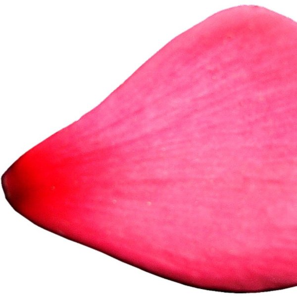 Лепестки цветов цветные