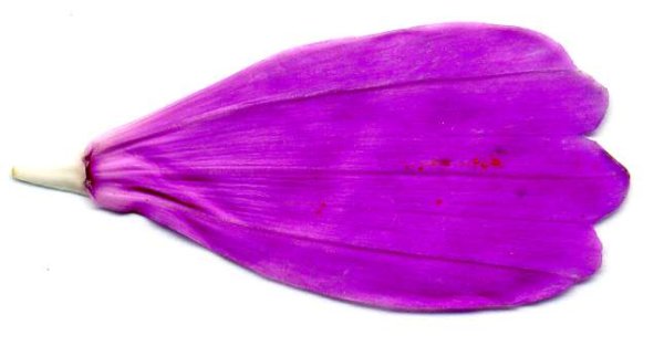 Лепесток фиолетовый для детей