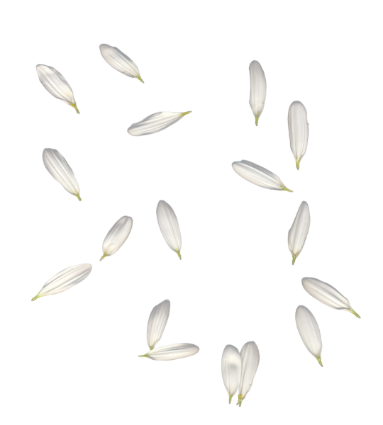 Лепесток ромашки