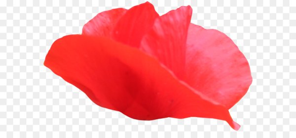 Красные лепестки на прозрачном фоне