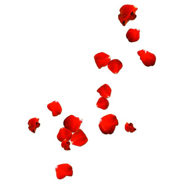 Лепестки роз на прозрачном фоне