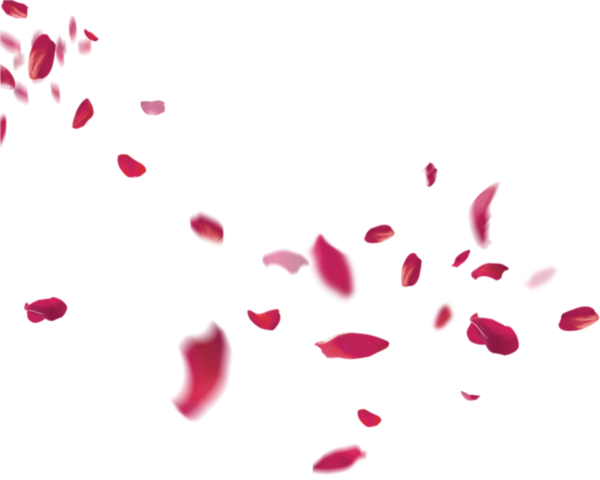 Падающие лепестки на прозрачном фоне