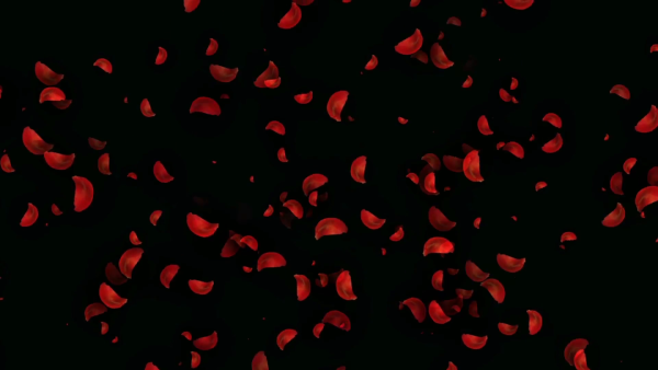 Падающие лепестки роз