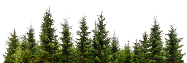 Лес на прозрачном фоне