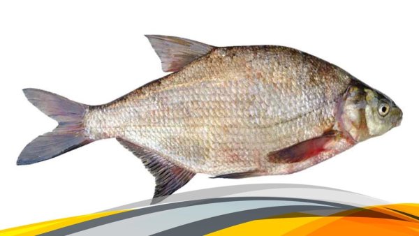 Лещ на белом фоне