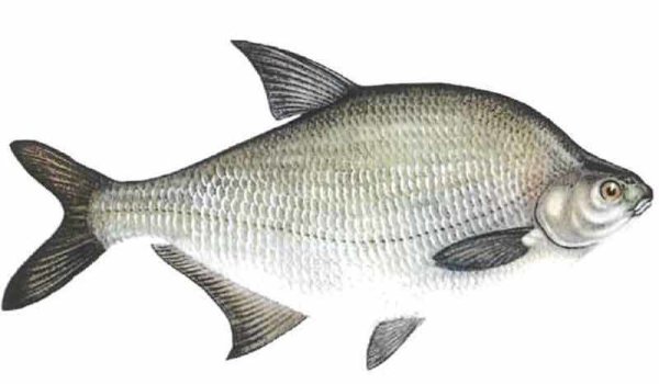 Белый Амурский лещ