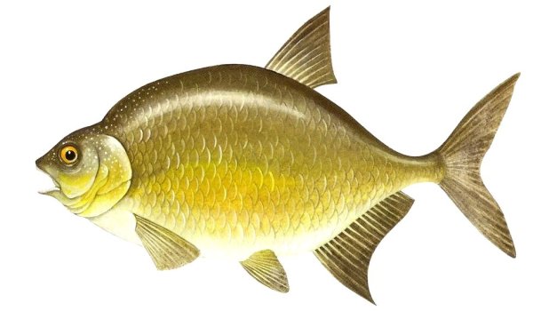 Речные рыбы для детей