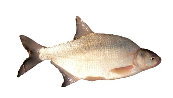 Речная рыба лещ