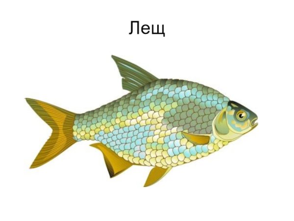 Нарисовать леща