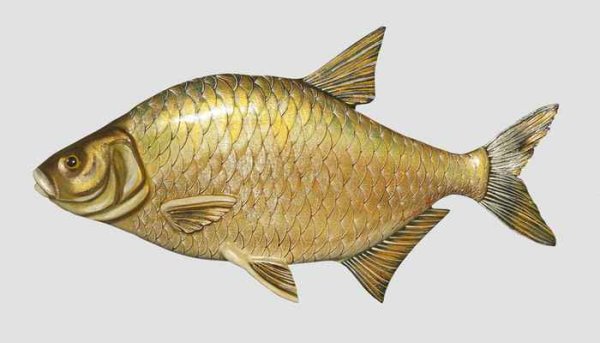 Рыба на прозрачном фоне
