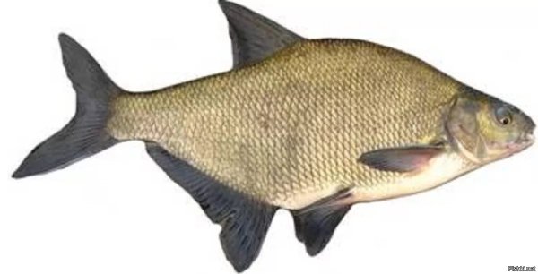 Аральский лещ