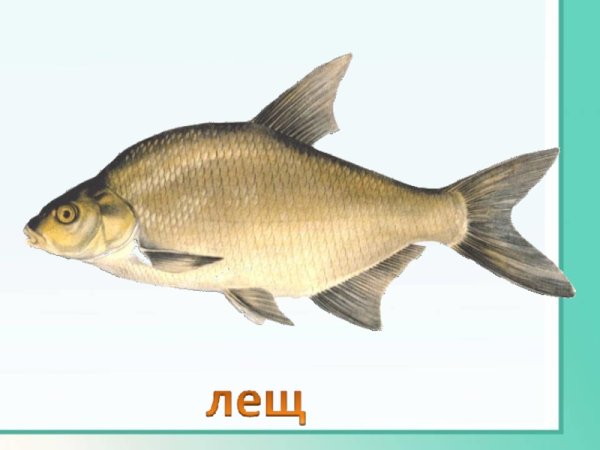 Лещ для детей