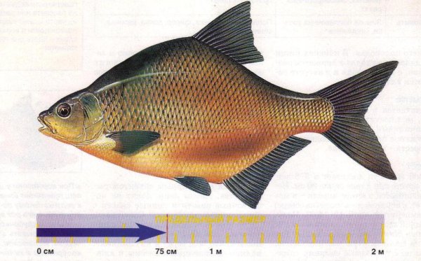 Лещ восточносибирский рыба