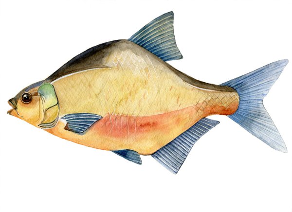 Лещ на белом фоне