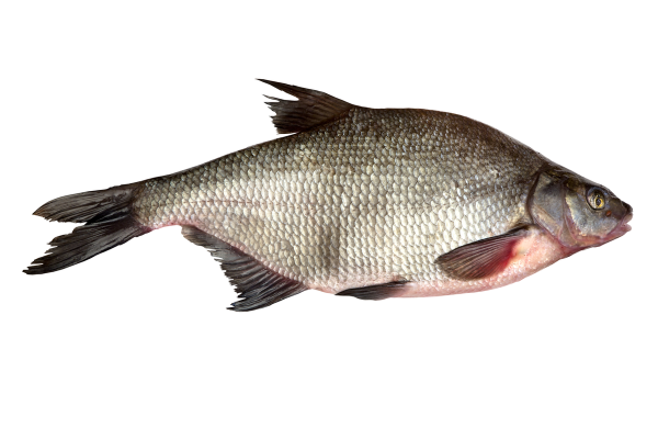 Лососевидный лещ