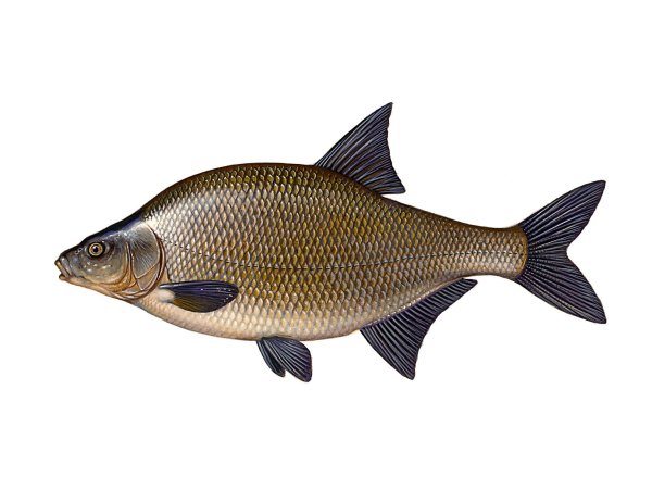 Рыба лещ на белом фоне