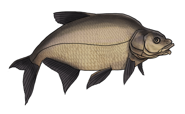 Лещ без фона