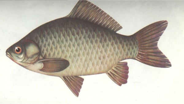 Лещ для детей