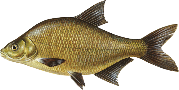 Лещ клипарт