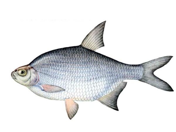 Густера рыба