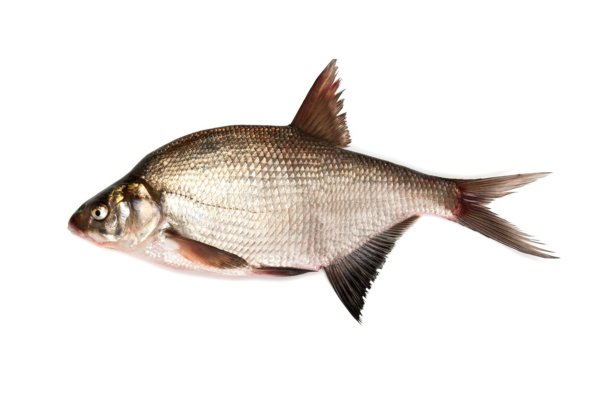 Рыба лещ для детей