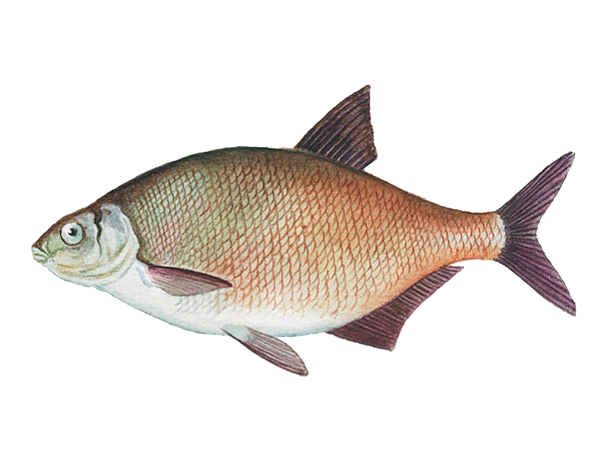 Вид лещ - Abramis brama