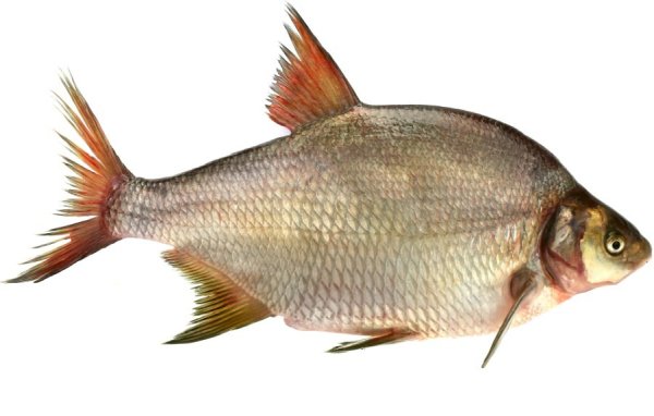 Лещ на прозрачном фоне