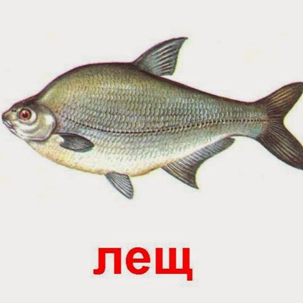 Лещ речные рыбы для детей