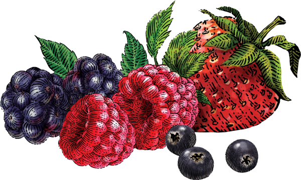 Ягоды картинки для детей