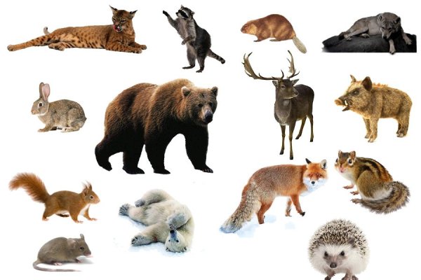 Дикие животные для детей